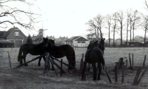 F5803 Paarden op Klein Amsterdam, 1970